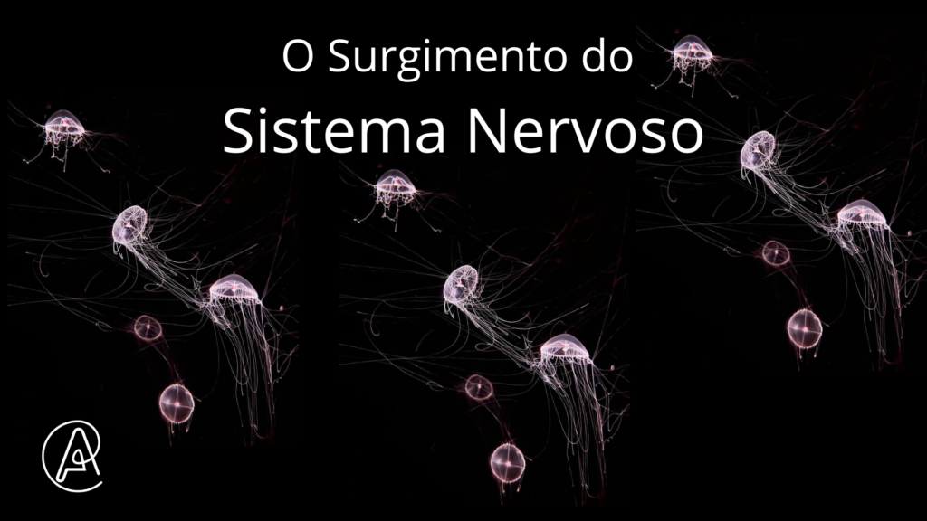 Como surgiu o sistema nervoso